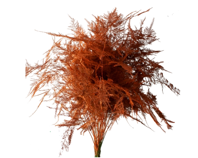 Blad Asparagus dyed orange