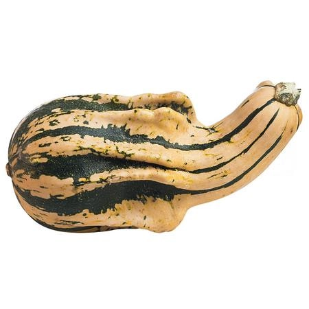 Cucurbita maya mix
