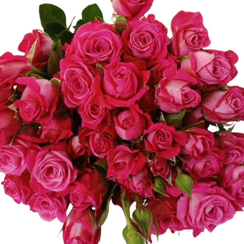 Rose spray2 tamasha