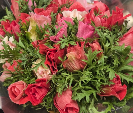 Anemone mistral plus corallo