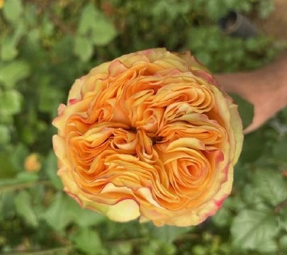 Rose endless summer