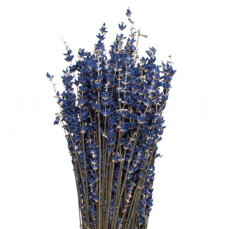 Lavanda grosso dark blue