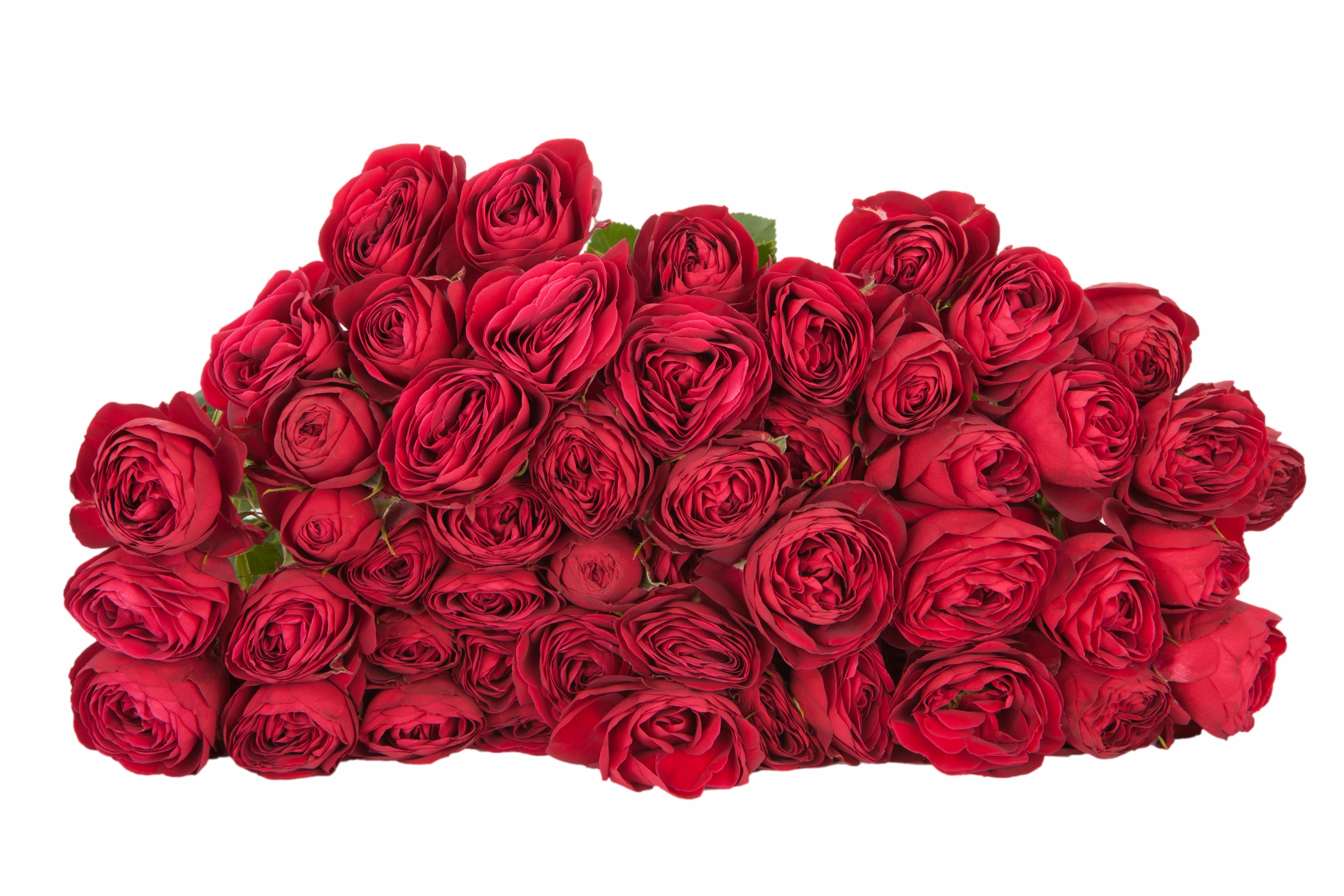 Rose spray red lace