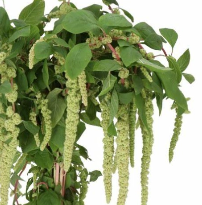 Amaranthus green cord | Wholesale flowers, plants and supplies Amaranthus green cord
