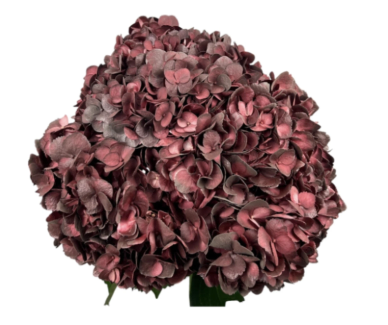Hydrangea jumbo granate mocha