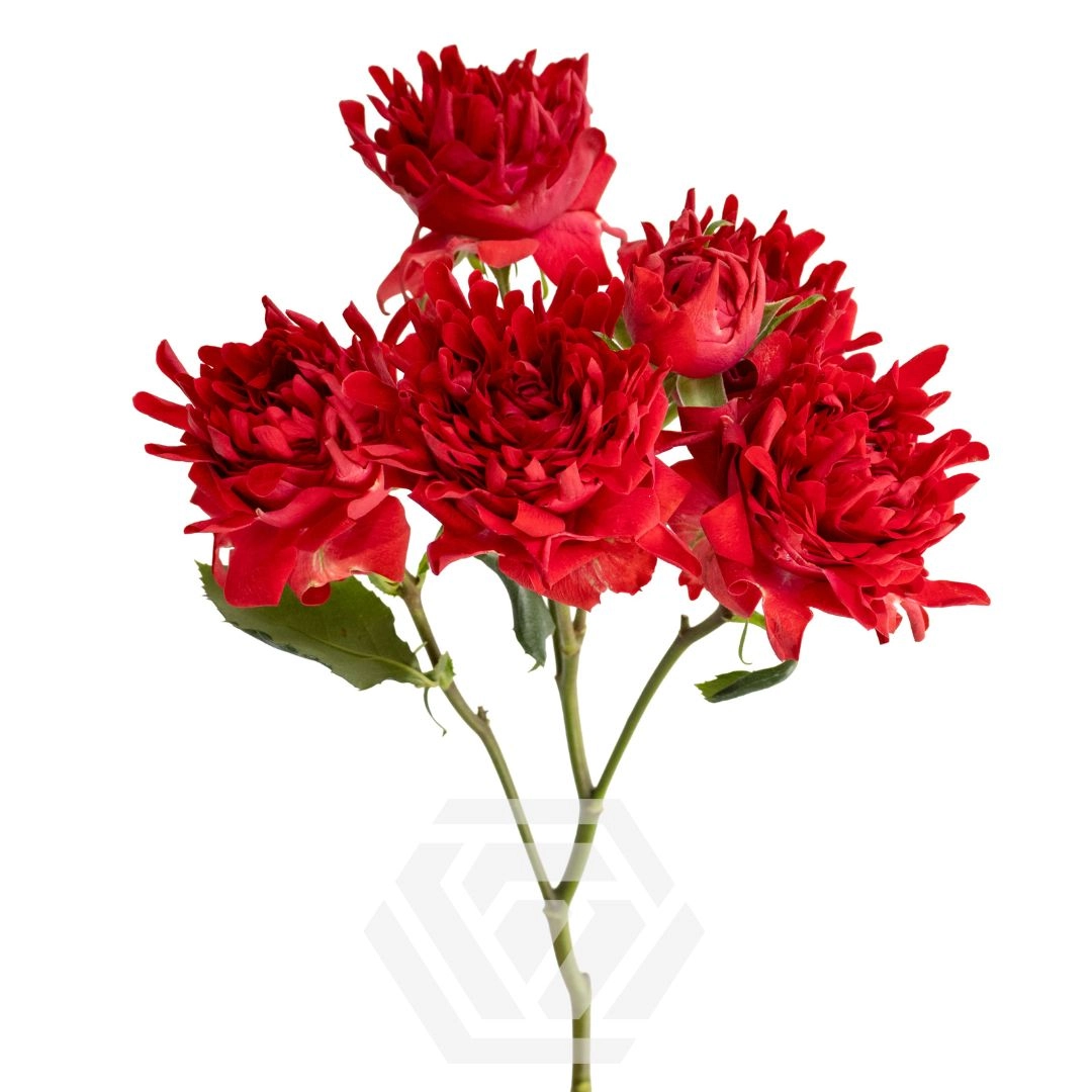 Rose spray treasure