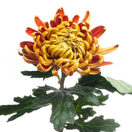 Chrysanthemum fuego