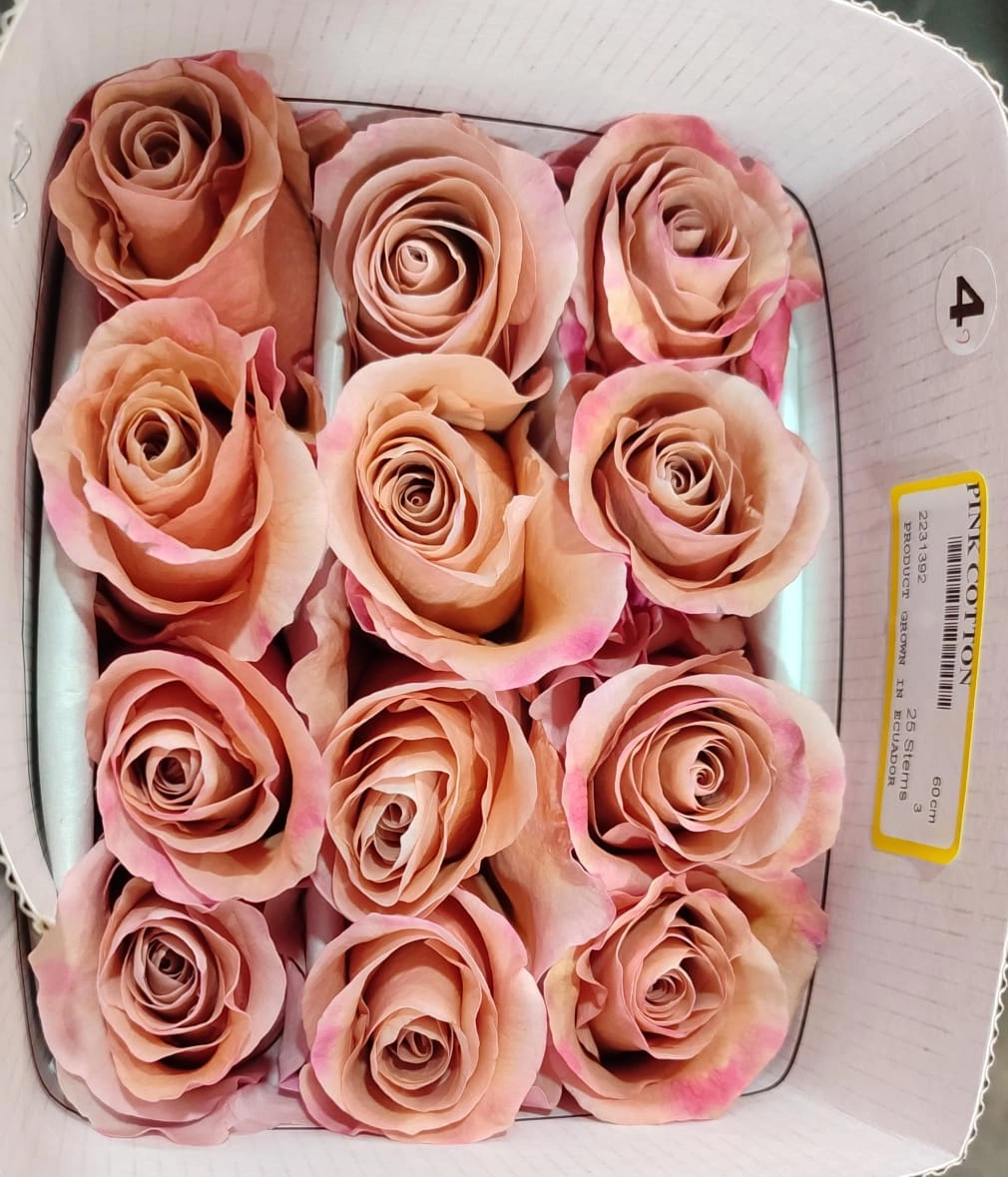 Rose pink cotton
