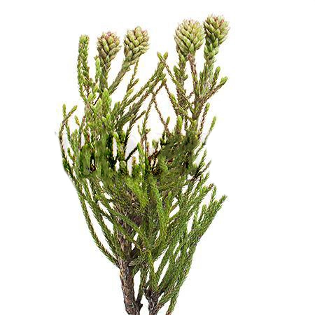 Nebelia clusterstar | Wholesale flowers, plants and supplies Nebelia clusterstar