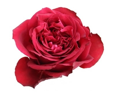 Rose red elegance | Wholesale flowers, plants and supplies Rose red elegance