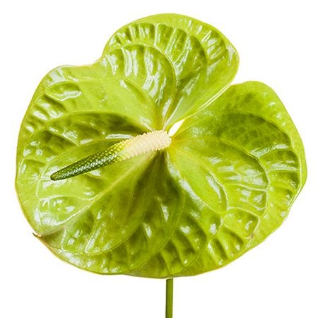 Anthurium midori | Wholesale flowers, plants and supplies Anthurium midori