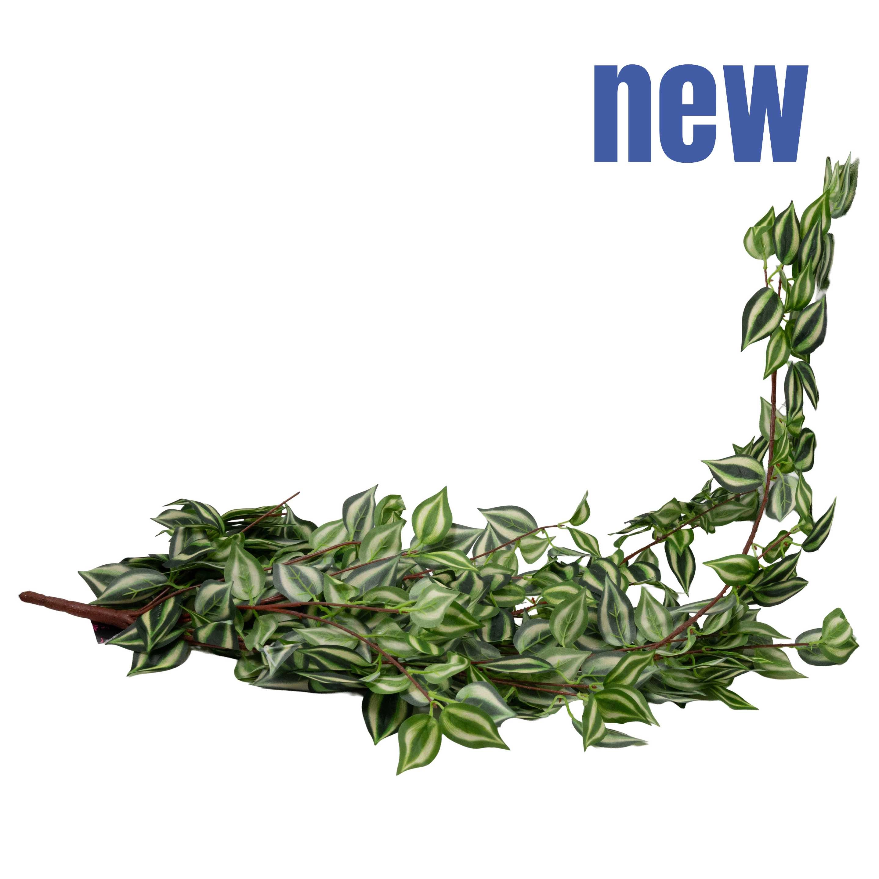 Tradescantia