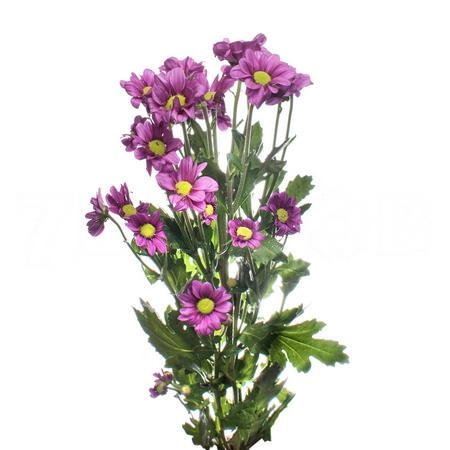 Chrysanthemum santini madiba jombe purple | Wholesale flowers, plants and supplies Chrysanthemum santini madiba jombe purple