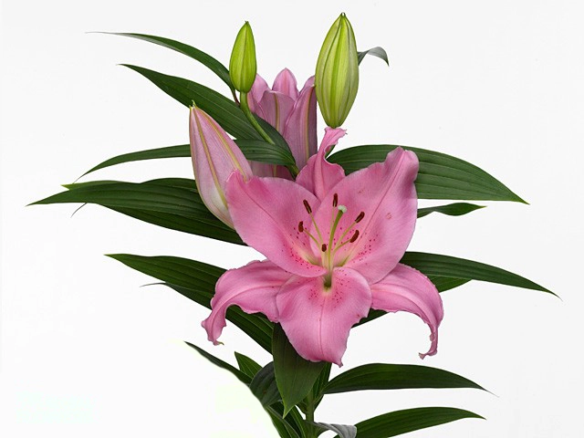 Lilium oriental homerus