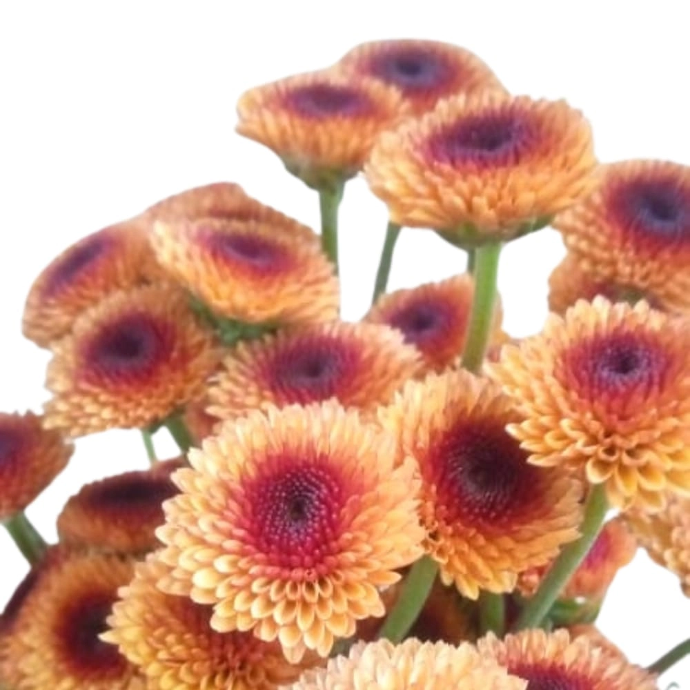 Chrysanthemum santini valerio shiny