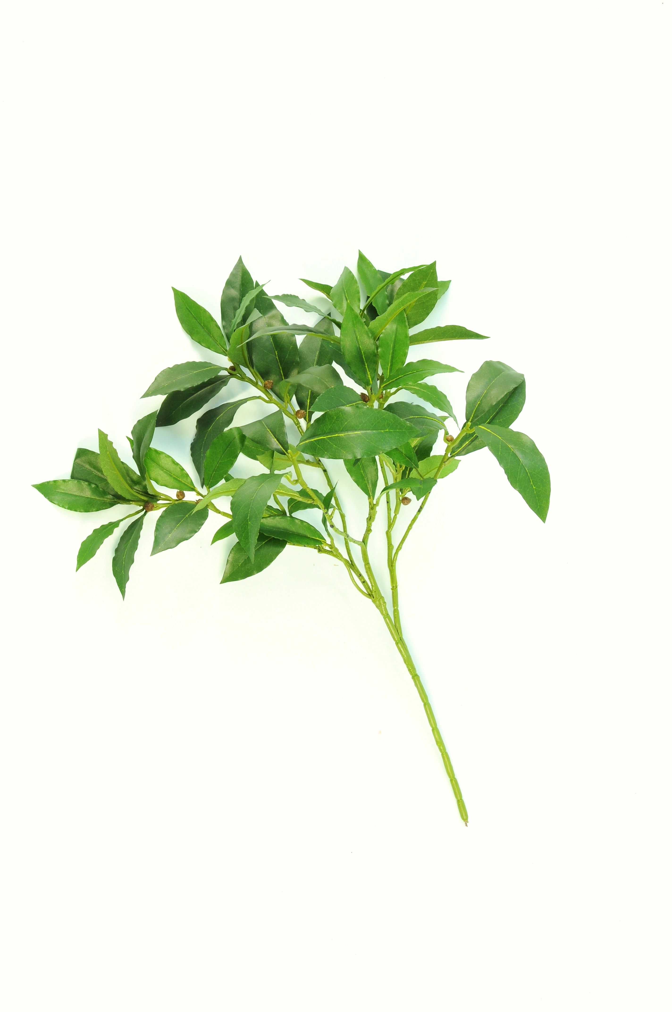 LAUREL SPRAY