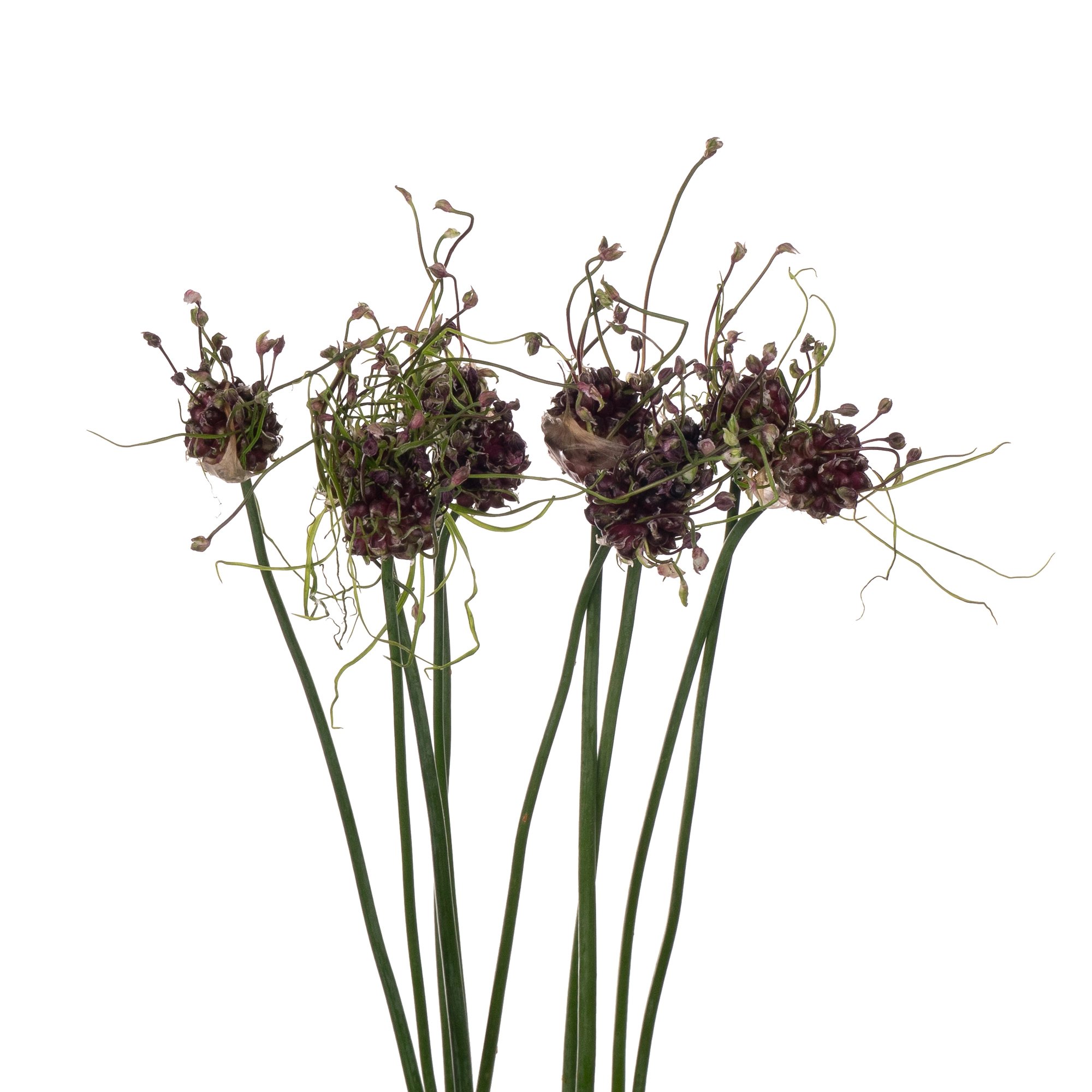 Allium art