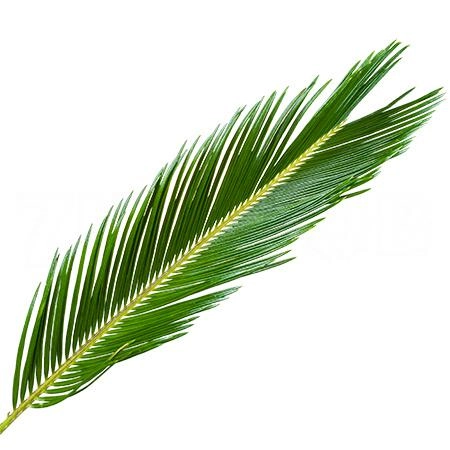 Blad Cycas | Wholesale flowers, plants and supplies Blad Cycas