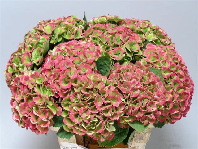 Hydrangea magical amethyst red green