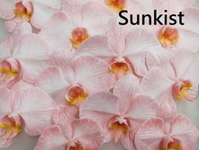 Phalaenopsis dyed sunkist