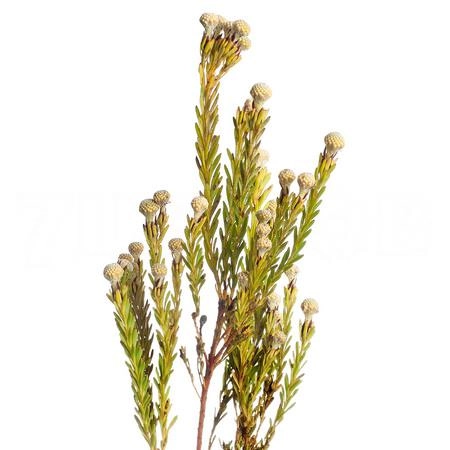 Leucadendron tortum