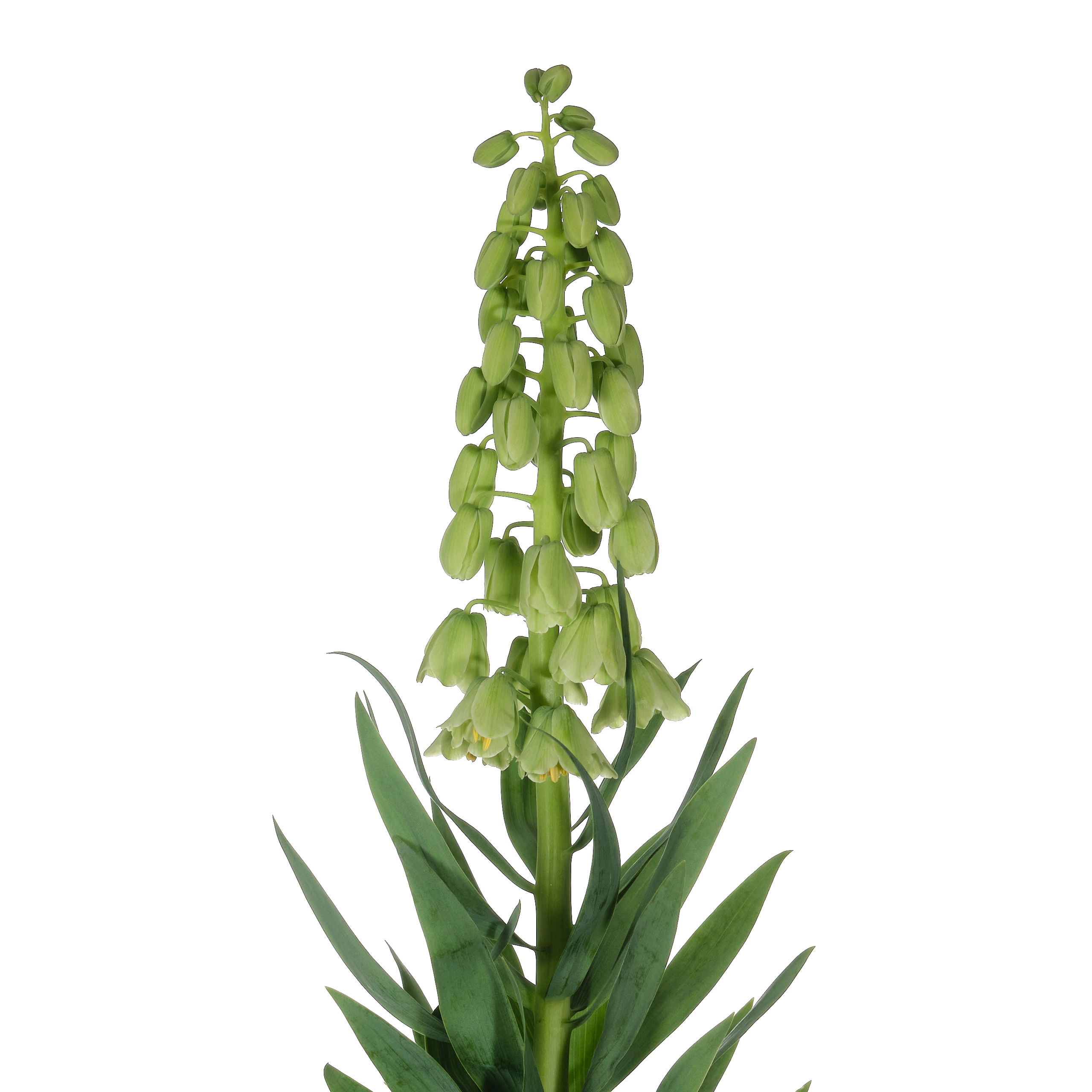 Fritillaria ivory bells