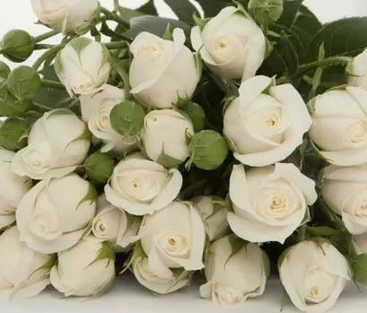 Rose spray snow bubbles | Wholesale flowers, plants and supplies Rose spray snow bubbles