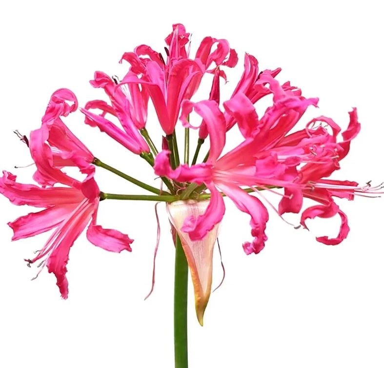 Nerine favoriet