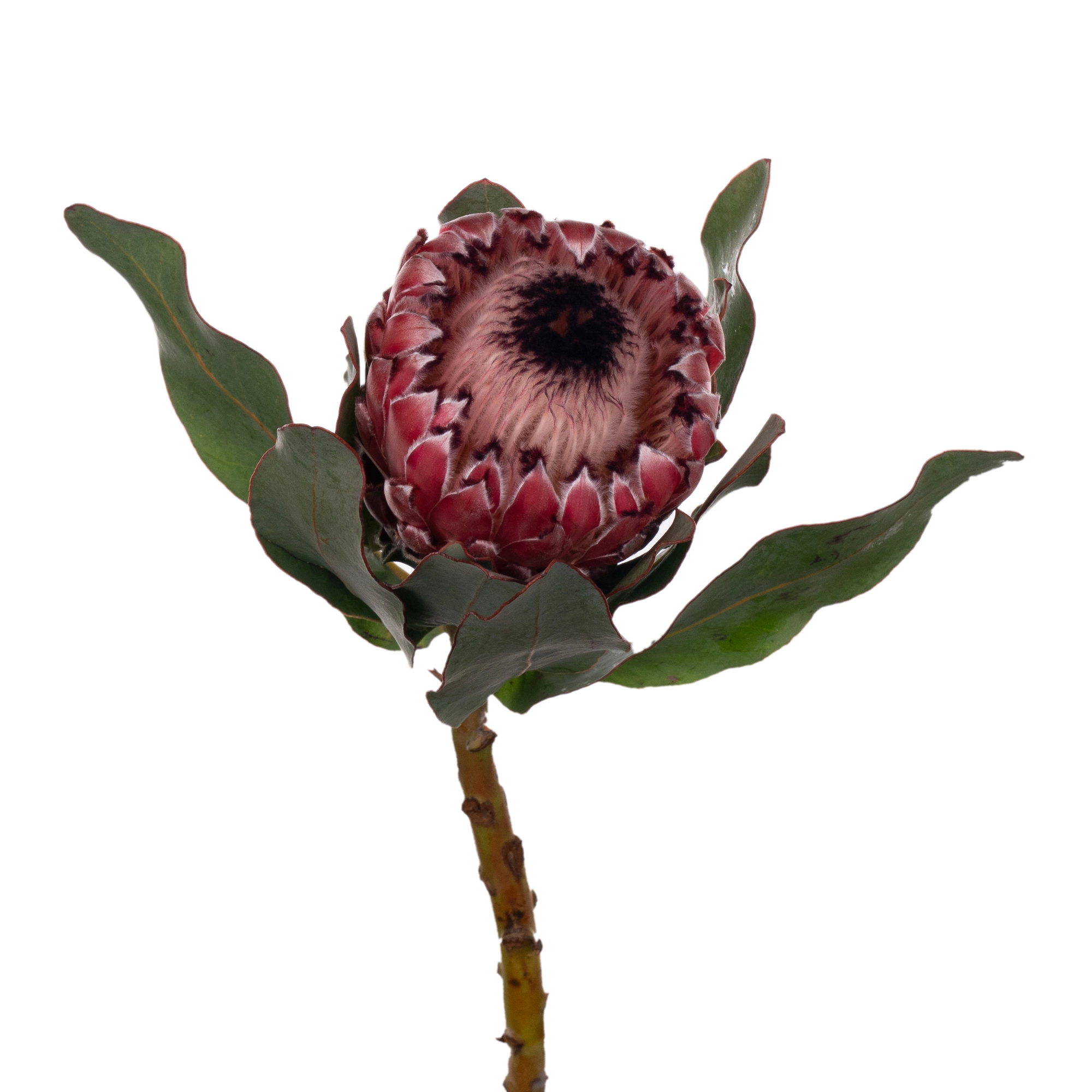 Protea barbigera