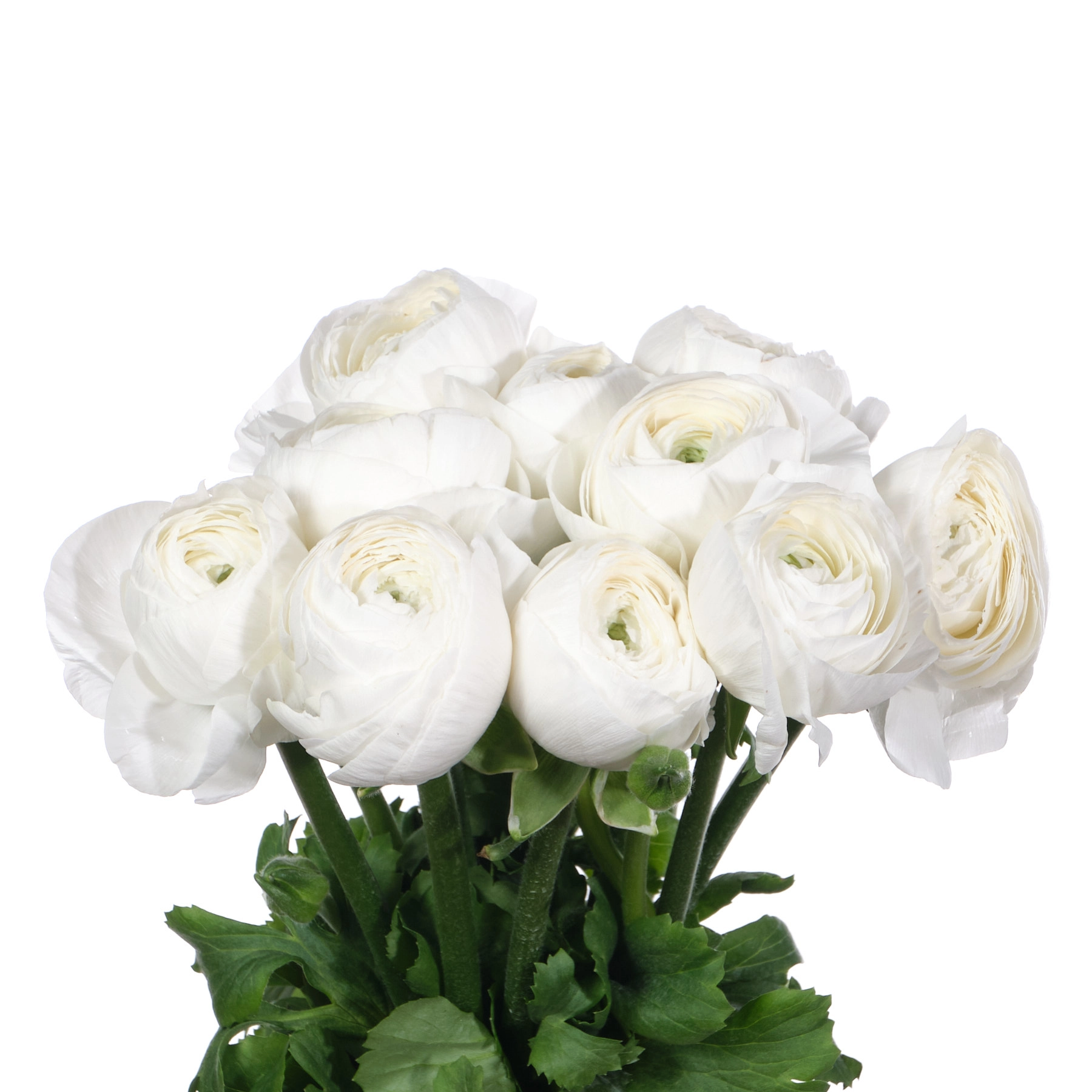 Ranunculus clooney niveus