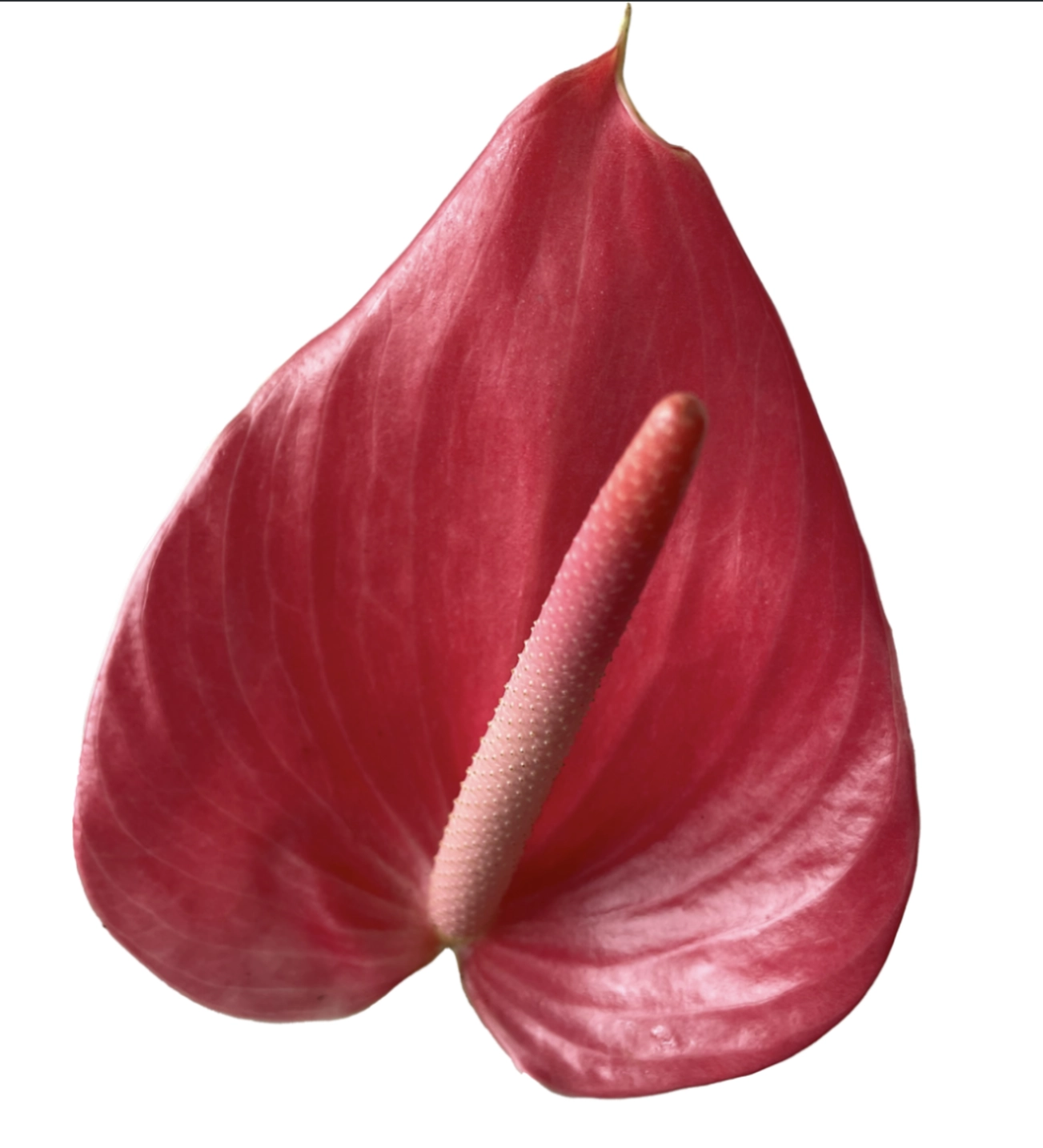 Anthurium large hot pink