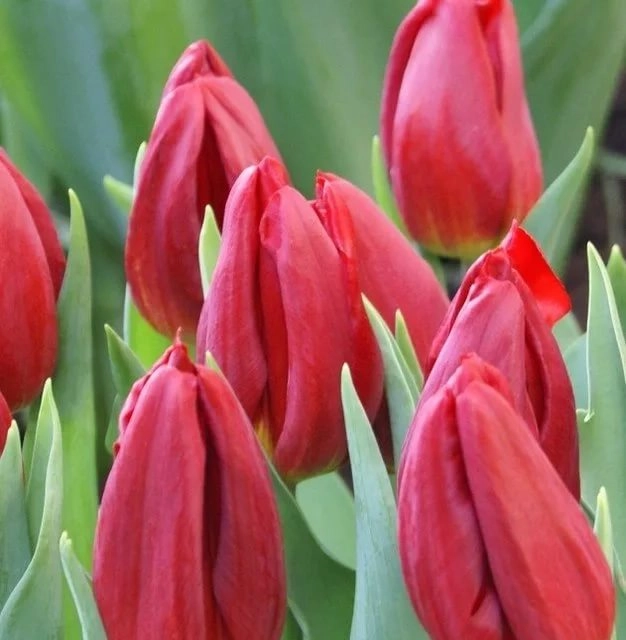 Tulip enkel red gold