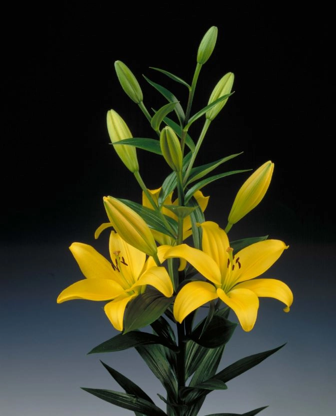 Lilium la-hybrid pavia