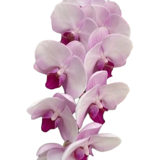 Phalaenopsis light pink
