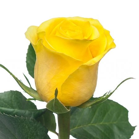 Rose brighton