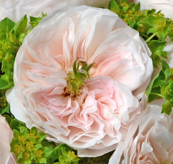 Rose david austin charity | Wholesale flowers, plants and supplies Rose david austin charity