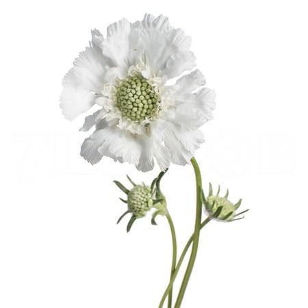 Scabiosa anika