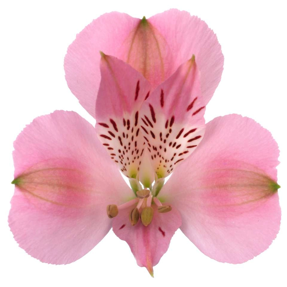 Alstroemeria seattle | Wholesale flowers, plants and supplies Alstroemeria seattle