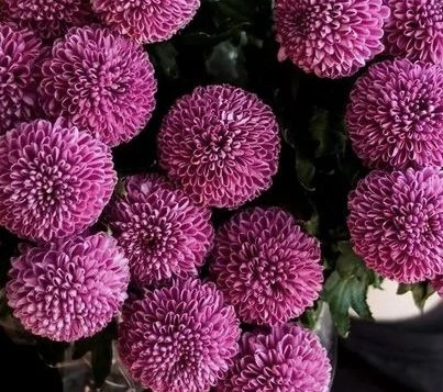 Chrysanthemum single ping pong purple