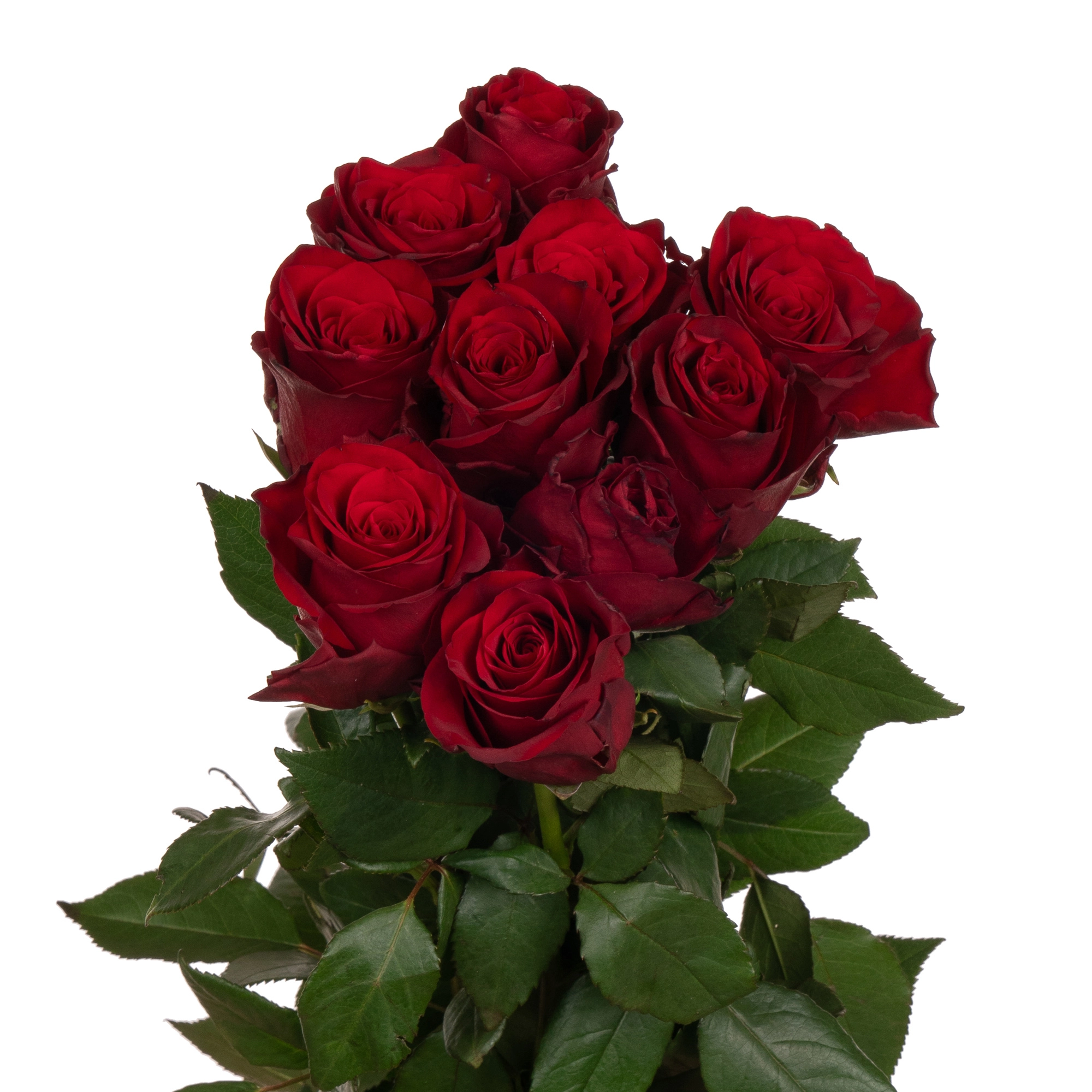 Rose explorer | Wholesale flowers, plants and supplies Rose explorer