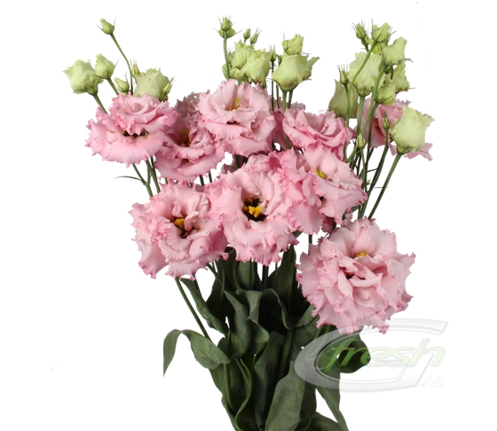 Eustoma double alissa light pink | Wholesale flowers, plants and supplies Eustoma double alissa light pink