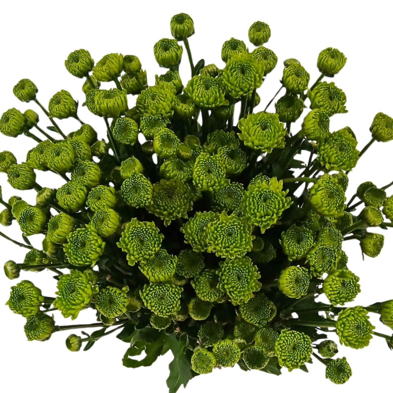 Chrysanthemum spray country | Wholesale flowers, plants and supplies Chrysanthemum spray country