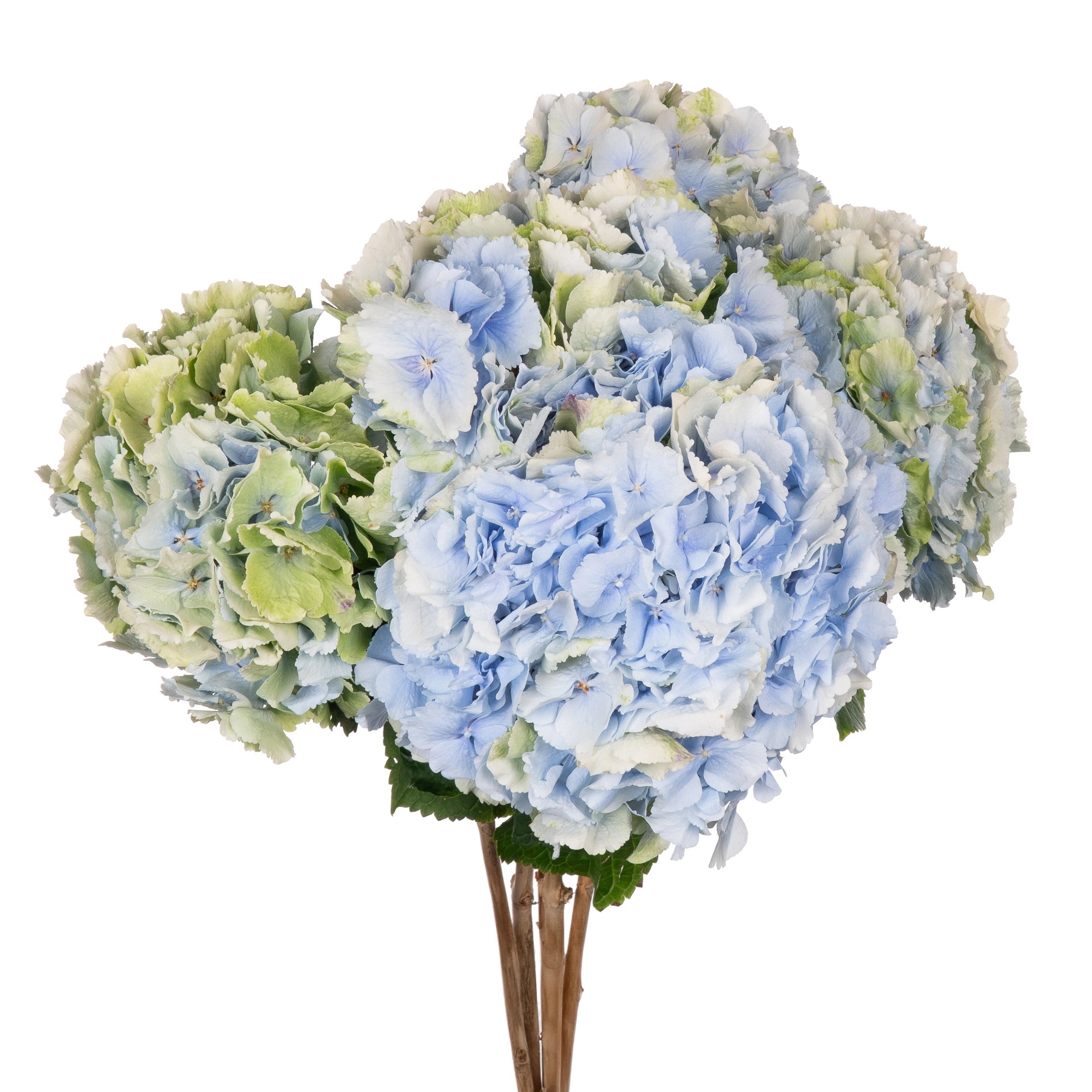 Hydrangea verena classic blue