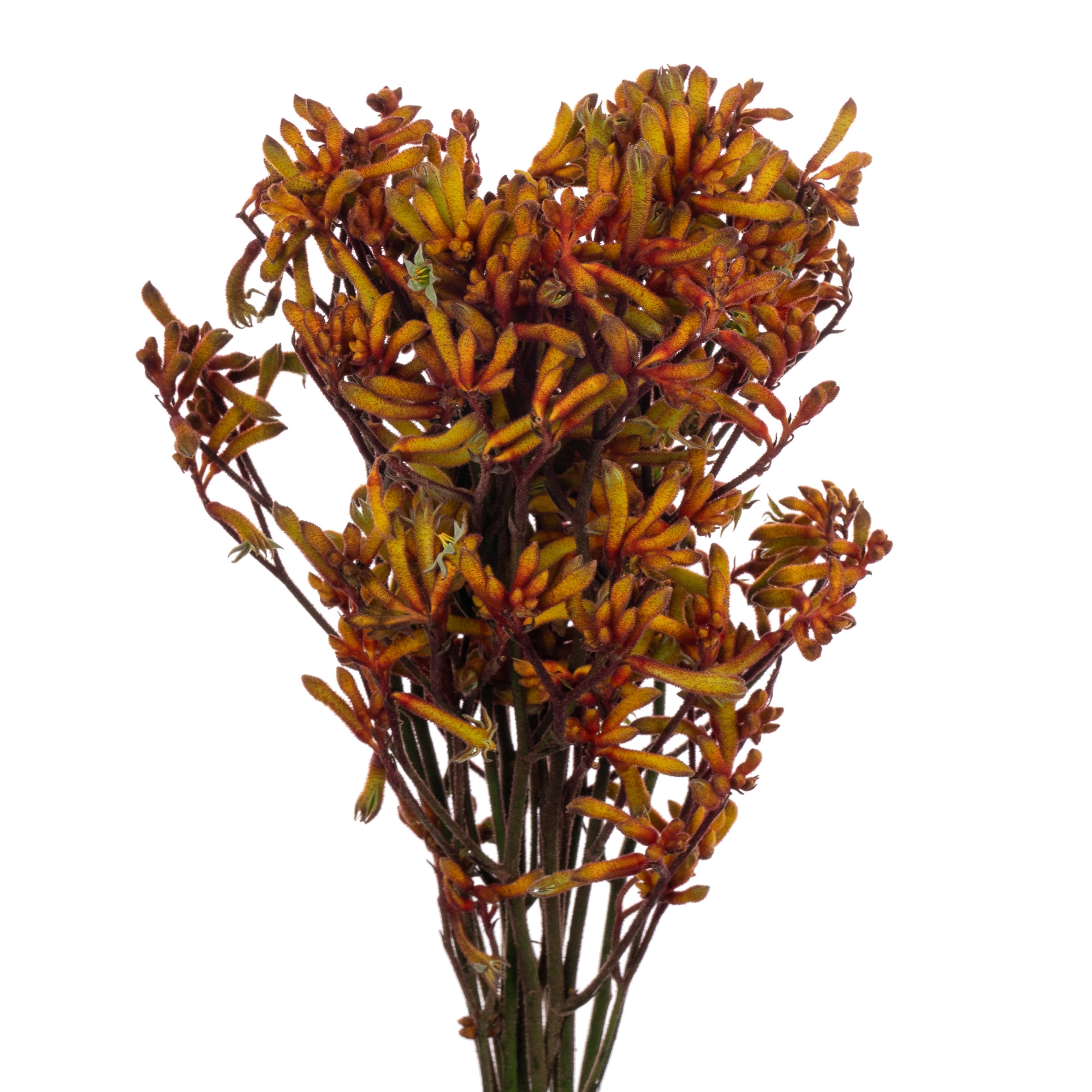 Anigozanthos orange velvet