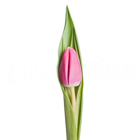 Tulip enkel debutante