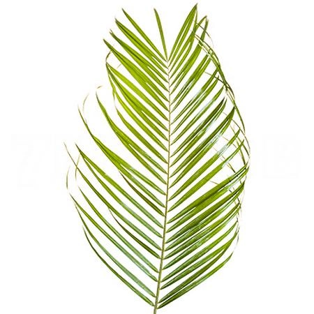 Blad Phoenix roebelini vacuum