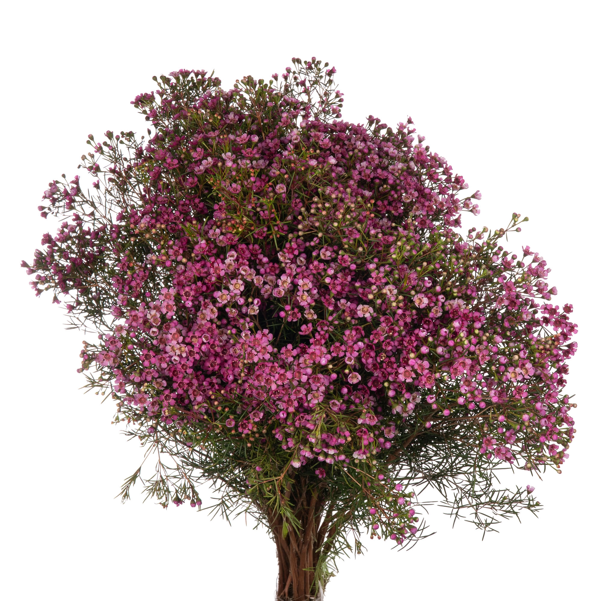 Chamelaucium jupiter