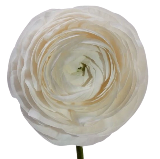 Ranunculus elegance white
