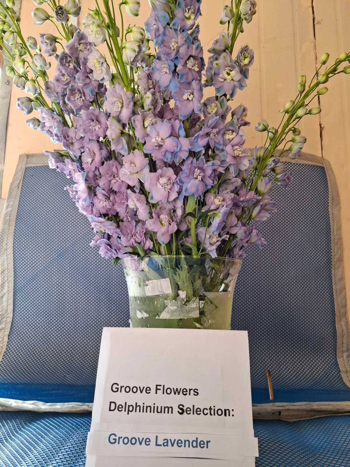 Delphinium groove lavender