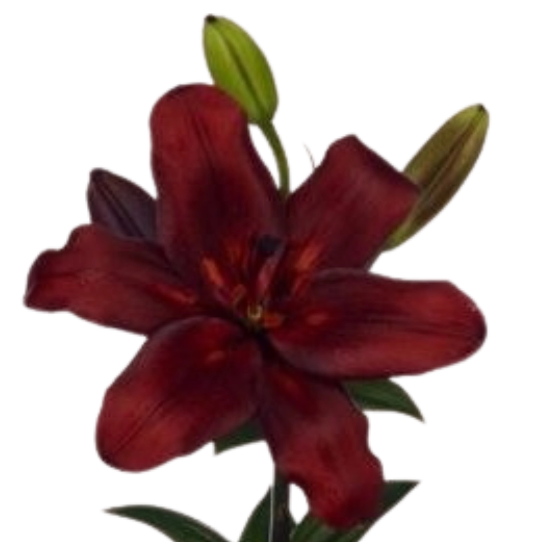 Lilium la-hybrid nubia